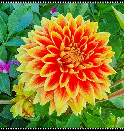 Winterhart pflanzen, Mehrjährige Blumenzwiebel ist winterhart, Blumenzwiebel Mix, Winterhart zwiebeln, Mysteriöse magische Glühbirne-2 Dahlien knollen