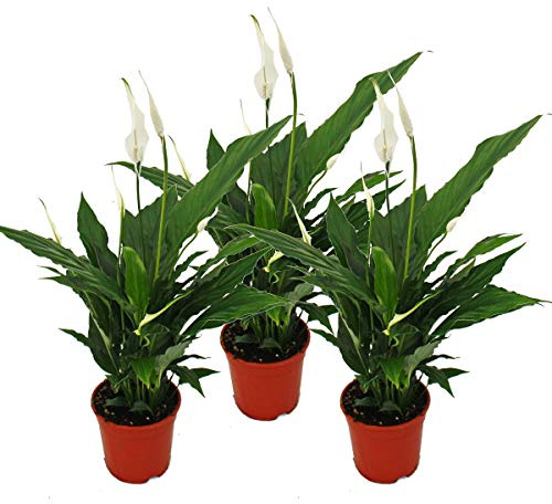 Spathiphyllum Sweet Chico - 12cm Topf - Set mit 3 Pflanzen