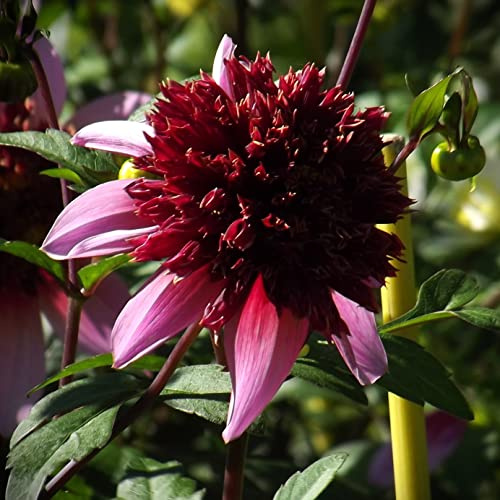 Dahlienknolle : Dahlia - Dahlien Anemonenblütige Dahlie Blue Bayou 1 Knolle/Rhizom