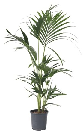 Plant in a Box - Howea forsteriana - Kentia Farn-Palme - Zimmerpflanze - Immergrün - Topf 18cm - Höhe 90-100cm