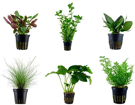 Tropica Einsteiger Set mit 6 einfachen Topf Pflanzen Aquariumpflanzenset Nr.3 Wasserpflanzen Aquarium Aquariumpflanzen