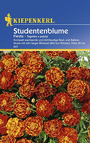Kiepenkerl 847 Tagetes Fiesta (Tagetessamen)