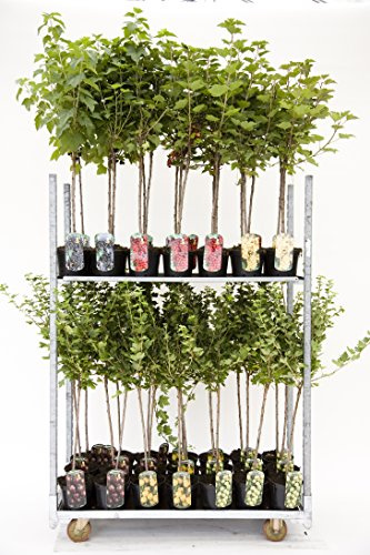 Johannisbeere 60 cm Ribes Beerenobst Hochstamm winterhart | rot, weiß oder schwarz, Blüte April bis Mai, Ernte ab Juni, sonnig bis halbschattig, auf Stamm veredelt, winterhart