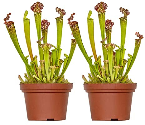 Bloomique - 2er-Set - Sarracenia Juthatip Soper - Schlauchpflanze - Fleischfressende Pflanze - Höhe 15-25 cm - Topf 12 cm