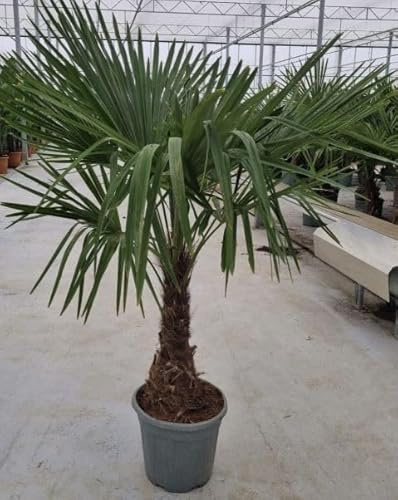 Trachycarpus fortunei XXL Hanfpalme, Winterhart, 160 cm, Für Außenbereich