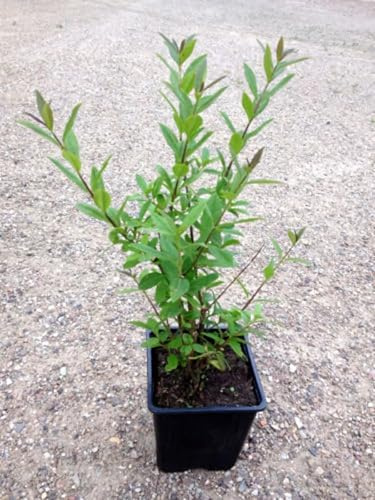 20 x Liguster im Topf 30-40cm 5m Hecke Ligusterhecke Heckenpflanzen