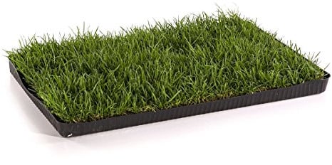 MIAU Katzengras fertig gewachsen 60x40cm - sofort nutzbar, kein aussäen, kein Samen, sondern echtes Gras - weich & echt - Katzen Grass für Katzen - Katzenwiese für Balkon & Innenbereich (1er Pack)