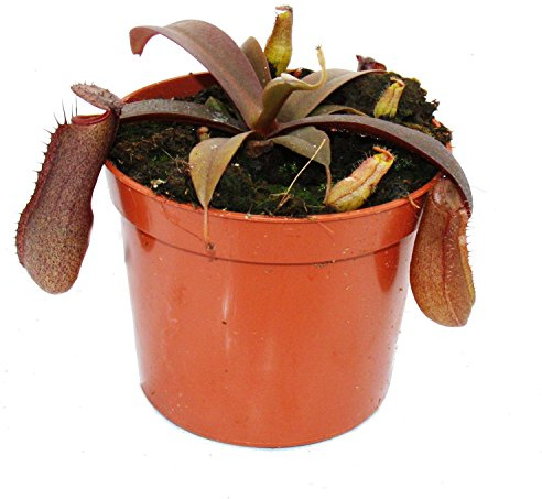 Rotblättrige Kannenpflanze - Nepenthes - 9cm