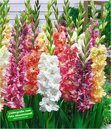 BALDUR Garten 20er Papagei-Gladiolen-Mischung, Zwiebeln mit Umfang 10+ cm, leuchtende Farben, standfester & kompakter Wuchs, ideal für Gartenbeete & Töpfe, mehrjährig, pflegeleicht, Blickfang