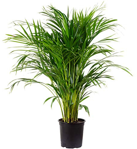 Goldfruchtpalme 130-150 cm Arecapalme Chrysalidocarpus lutescens/echte Pflanze