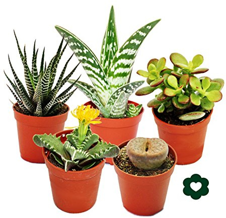 5 verschiedene Sukkulenten 5,5cm Topf im Set