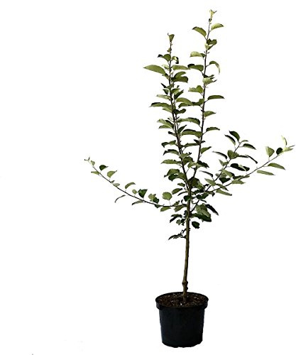 Apfelbaum Elstar schwachwachsender zweijähriger Apfel Buschbaum Balkonobst 110-140 cm 7,5 L Topf M9