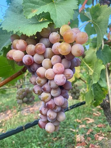 Tafeltraube Nelly | robuste & pilzresistente Rebe | Knackig-süße, rosarote Beeren | Perfekt für Garten & Balkon | 3-jährige getopfte Weinrebe