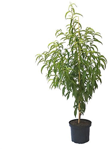 Nektarinenbaum Snow Queen, saftig süße Nektarine 110-140 cm kräftiger Buschbaum im 10 Liter Topf