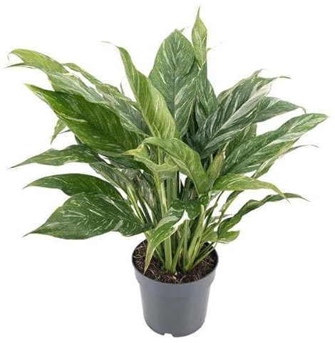 Spathiphyllum variegata 'Diamond' – Einblatt – Zimmerpflanze – Ø14cm – Höhe ca. 55cm – Variegiertes Laub – Luftreinigend & Pflegeleicht