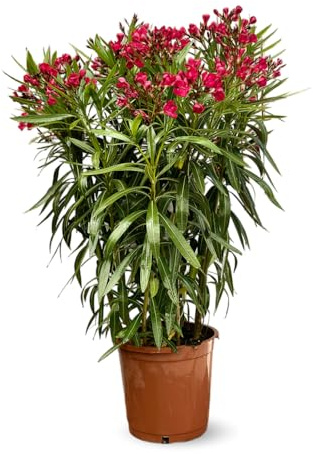 Oleander - Nerium oleander - 110-120cm - ⌀ 24cm - Außenpflanze - rote Blume