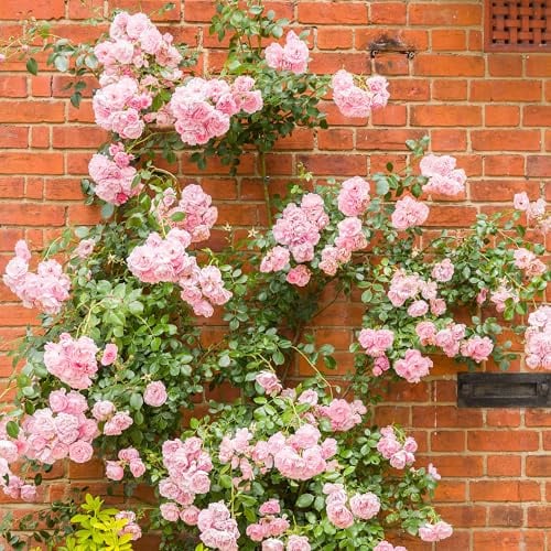 GardenersDream Rosa Kletterrose – Winterharte und Pflegeleichte Getopfte Rose – Blühende Kletterpflanze für Wände, Pergolen & Zäune