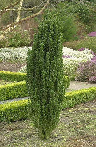 Ilex crenata 'Fastigiata' 60–80 cm – Winterhart, Immergrün, Mehrjährig – Säulen-Berg-Ilex – Heckenpflanze für Garten & Sichtschutz