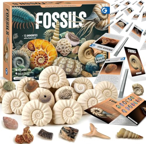 Byncceh 12 Stück Fossilien Ausgrabungsset für Kinder, Mit 12 Echte Fossilien, Großes Set für Kindergeburtstage, Archäologie Spielzeug & Geschenk ab 6 7 8 9 10 11 12 Jahre für Junge und Mädchen