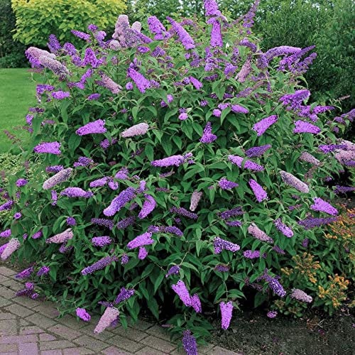 Buddleia Davidii "Black Knight" Schmetterlingsflieder Laubtragender, winterharter Strauch | 9cm Topf