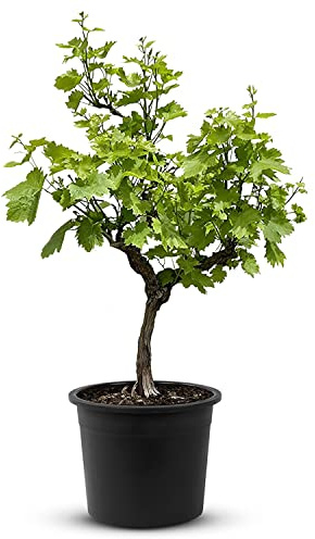 Tropictrees Weinrebe - Vitis Vinifera | alter knorriger Weinstock mit einer Höhe von 100 cm und einem Stammumfang von 15-20 cm | inklusive Topf Durchmesser 33 cm