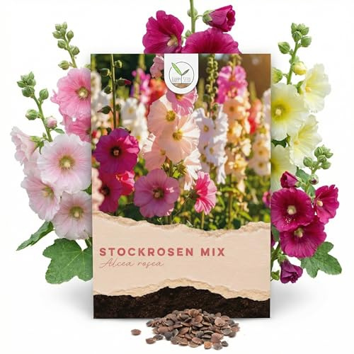 Stockrosen Samen zweijährig (Alcea Rosea, 100 Korn) - Wunderschöne Rosen mit langer Blütezeit für besondere Akzente in Ihrem Blumenbeet (Mix)