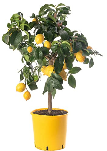 Großer Zitronenbaum - Züchte dein eigenes Obst zu Hause im Innen- oder Außenbereich.