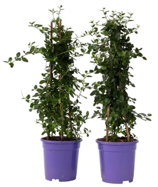 Plant in a Box - Ceanothus thyrsiflorus Repens - 2er Set - Blücht im Frühjahr - Glänzende Blätter - Boden-Blauschwingel - Topf 17cm - Höhe 60-70cm