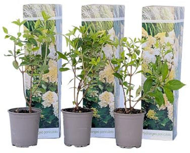 Plant in a Box - Hydrangea paniculata 'Phantom' - Set von 3 - Hortensie - Garten - Topf 9cm - Höhe 25-40cm