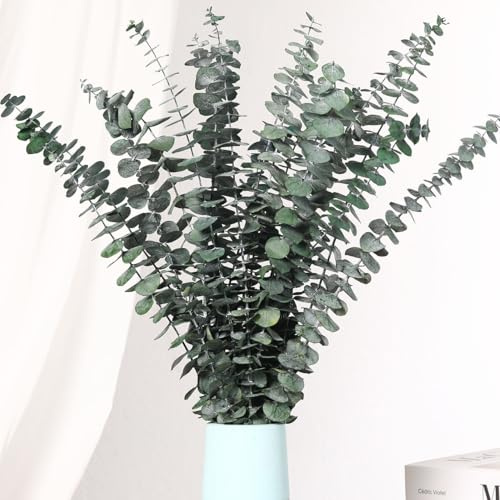 16 STK Getrocknete Eukalyptusäste, 44 cm grün für Hochzeitsdeko & Duft | Echte erhaltene Eukalyptusblätter, natürliche Pflanze, Blumenarrangements, Raumduft, Vasen-Deko, Hochzeitsdeko, langlebig