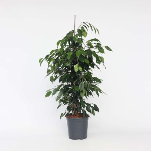 Ficus Benjamina 'Danielle' - 100-110cm - Ø21cm - Zimmerpflanze - Immergrün