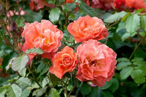 Rosa 'Westerland' – Winterhart, Mehrjährig, Pflegeleicht – Strauchrose – Blütenstrauch für Garten & Beet