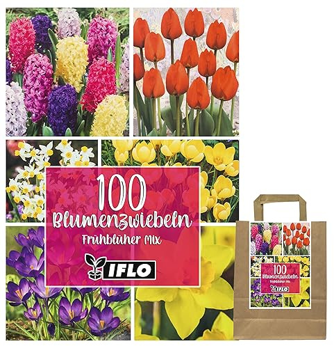 Blumenzwiebeln in Geschenkverpackung - Zwiebeln winterhart, Frühblüher Knollen Steckzwiebeln Pflanzen für Garten und Balkon - bunt, mehrjährig, für Topf und Beet (100 Blumenzwiebel Mix)