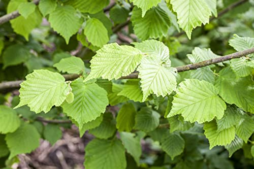 Corylus avellana 60–100 cm – Winterhart, Mehrjährig, Pflegeleicht – Haselnussstrauch – Heckenpflanze für Garten & Sichtschutz
