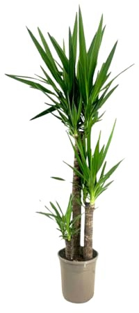 Plant in a Box - Yucca Palme - Yucca elephantipes - Höhe 130-140cm - Topf 24cm - Robuste Zimmerpflanze
