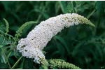 Buddleja Davidii Schmetterlingsstrauch Sommerflieder insektenfreundlich | Perfekt für Bienen, Hummeln und Schmetterlinge (40-60 cm(C3), White Profusion)