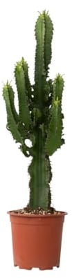 Plant in a Box - Euphorbia Ingens - Kandelaber-Euphorbie - Kaktus - Topf 17cm - Höhe 50-60cm