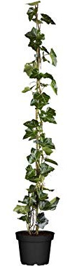 Gemeiner Efeu Hedera helix 60-100 cm Kletterpflanze immergrün winterhart | Bodendecker und Kletterpflanze, schnittverträglich, robust, für Zaun und Mauer, sonnig bis schattig, dichtes Blattwerk