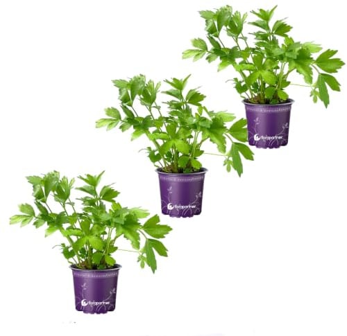 Liebstöckl - Maggikraut Liebstöckel Pflanze im Topf – Levisticum officinale Küchenkräuter winterhart & mehrjährig – Frische Kräuterpflanze für Garten & Balkon 3er-Set