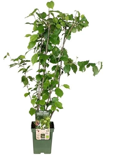 Corylus avellana Haselnuss-Strauch ‘Webb’s Prize Cob’ – Edle Haselnuss Pflanze 100–120 cm im Container, winterhart, reich tragend, für Garten & Terrasse