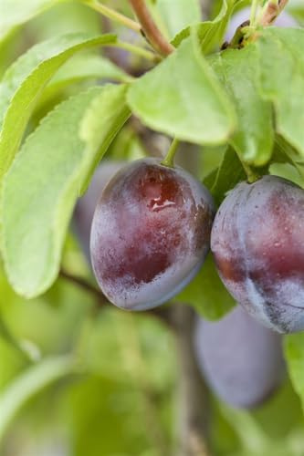 Pflaume Prunus domestica Stanley 150-200 cm Obstbaum winterhart | Süße Früchte, sonniger Standort, robust, ertragreich, ideal für Hausgarten und Obstanbau, leicht zu pflegen