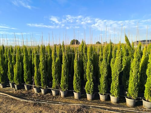 Sunny Tree - Zypresse Sempervirens Totem - Italienische winterharte Zypresse - 160 cm - immergrün - winterhart bis -18