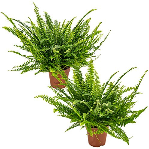 Bloomique - 2er-Set - Nephrolepis Exaltata Vitale - Schwertfarn - Zimmerpflanzen - Luftreinigend - Höhe 20-30 cm - Topf 12 cm