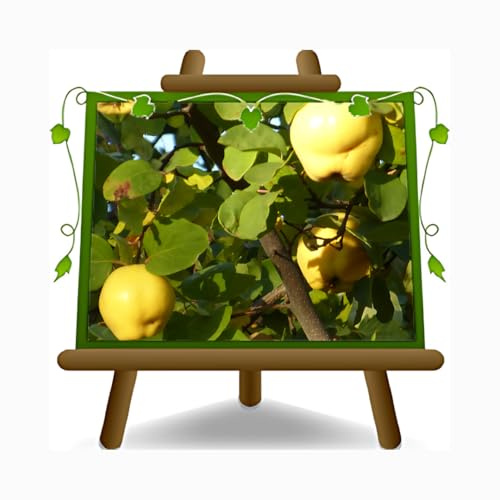 Quitten-Apfelbaum Quitte var. Champion - Obstpflanze alte Frucht auf Blumentopf 26 Baum max 220 cm – 4 Jahre Anbau Italien