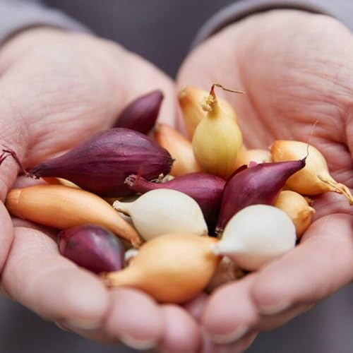 Steckzwiebeln Tricolor Kollektion (1000 gram) - Steckzwiebeln Winterhart - Mix von 3 Sorten - Gelbe, Rote, und Weiße - Gemüsezwiebel aus Holland (kein Samen) - Steckzwiebel größe 14-21 mm