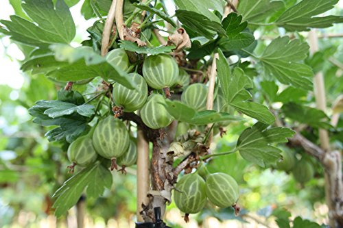 Ribes uva-crispa 'Mucurines' Hochstamm 120 cm – Winterhart, Mehrjährig, Pflegeleicht – Stachelbeere – Beerenobst für Garten & Kübel