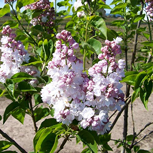 Syringa Vulgaris 'Belle de Nancy' – Gemeinsame Flieder 'Belle de Nancy' 40-60 cm im Behälter