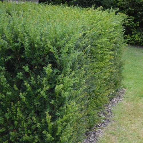 Europäische Eibe Taxus baccata Heckenpflanze 6 Pflanzen 17 cm | immergrün, pflegeleicht, winterhart, für Beet und Kübel