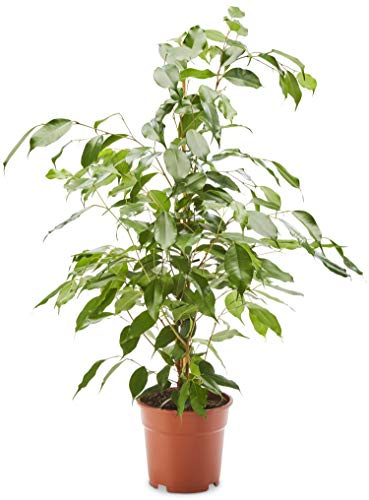 AIRY Birkenfeige (Ficus Benjamina Exotica) • Luftreinigende Pflanze • Topf-Ø ca. 17cm, Höhe mit Topf ca. 70cm • Zimmerpflanze in gärtnerischer Qualität • Sicherer Pflanzenversand • Deutsche Gärtnerei