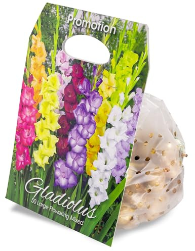 Blumenzwiebeln Gladiolen-Mischung 50 Stück, bunte Gartenblumen zum Pflanzen, 50 Stück Gr. 10/12